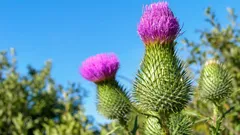 庭のアザミ：雑草か、受粉を助ける益草か――抜くべき時と残すべき時