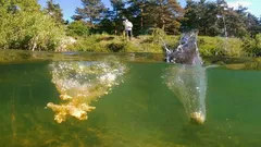 コイ釣りの食い渋り対策 水温別に効く撒き餌の量と投入リズム