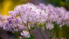 3月に苗作りのために種まきしたい花：早咲き品種