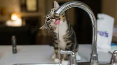 猫が蛇口から水を飲むのが好きな理由と、水飲みボウルや噴水に慣れさせる方法