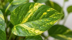 ポトスの正しい水やり方法と黄葉を防ぐ方法